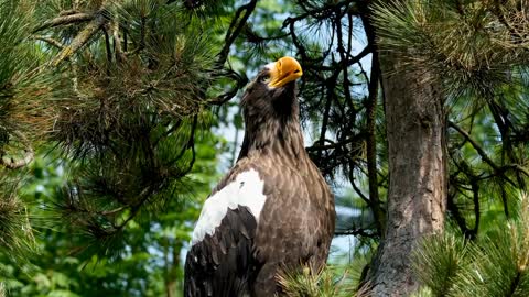 Beautiful Eagle Flying | Eagle Video | Birds Video