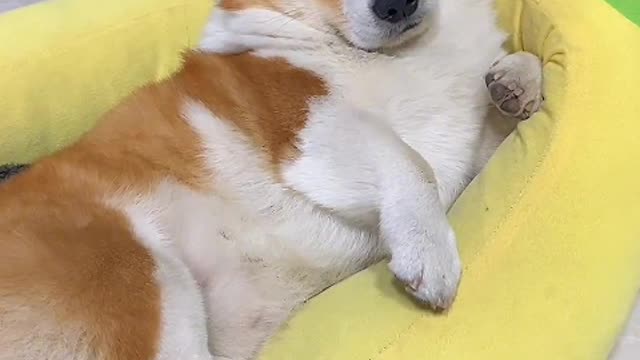 Puppy is never a derogatory term, puppy's love is always warm and sincere