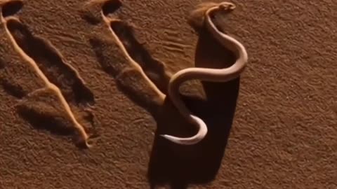 Sidewinder snake 🐍