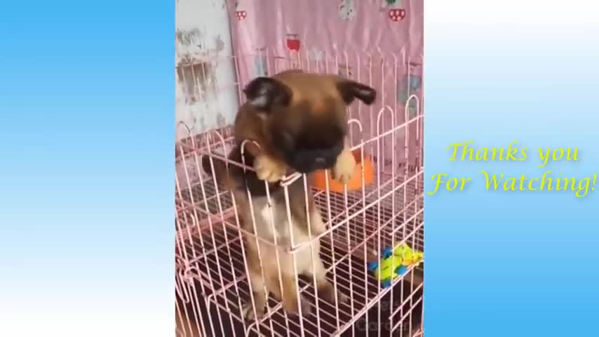 Cute Pets And Funny Animals Compilation ;3