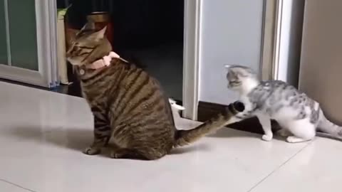 Funny cats, short, video, comment, follow, like, share, America, England, comedy, funny