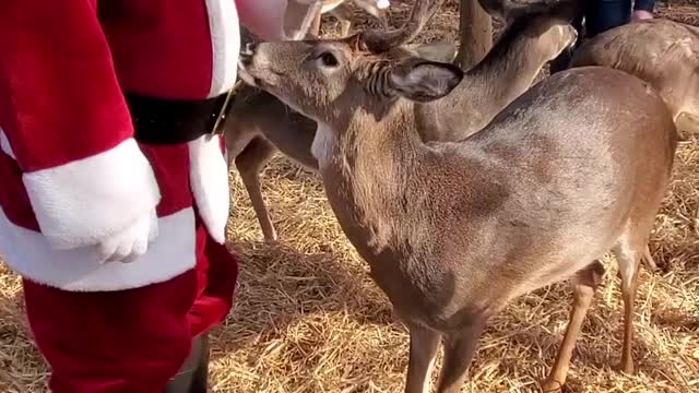 Santa Chooses Some Deer as Backup to Pull His Sleigh