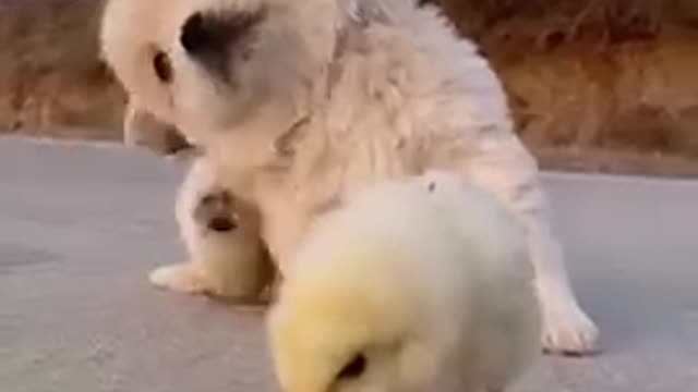 OMG animals soo cute ! Aww cute baby animals videos compilation cutest moments