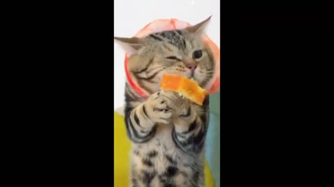 OMG Cute Cat Videos - Best Funny Cat Videos Compilation 2021