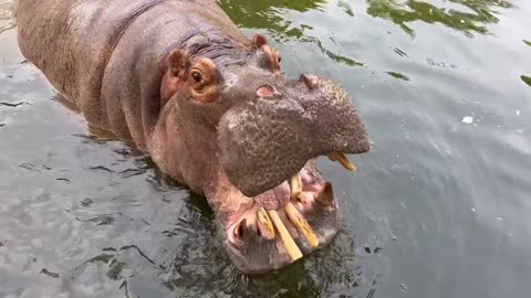 A hippopotamus