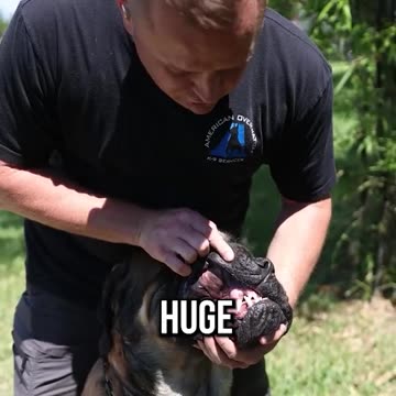 The Business End of the English Mastiff