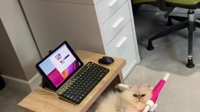 Cats funny video