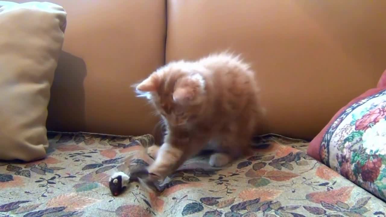 A Little and Cute Cat Playing with his Toys on the Sofa at home