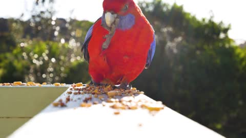 Dancing Parrot - Amazing Parrot