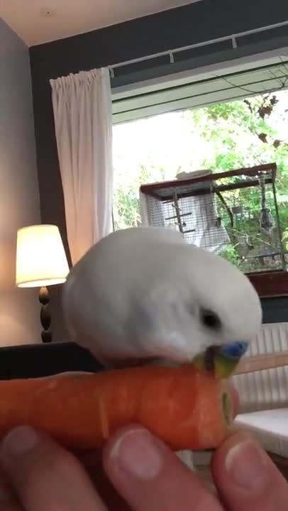 Budgie Eating a Carrot