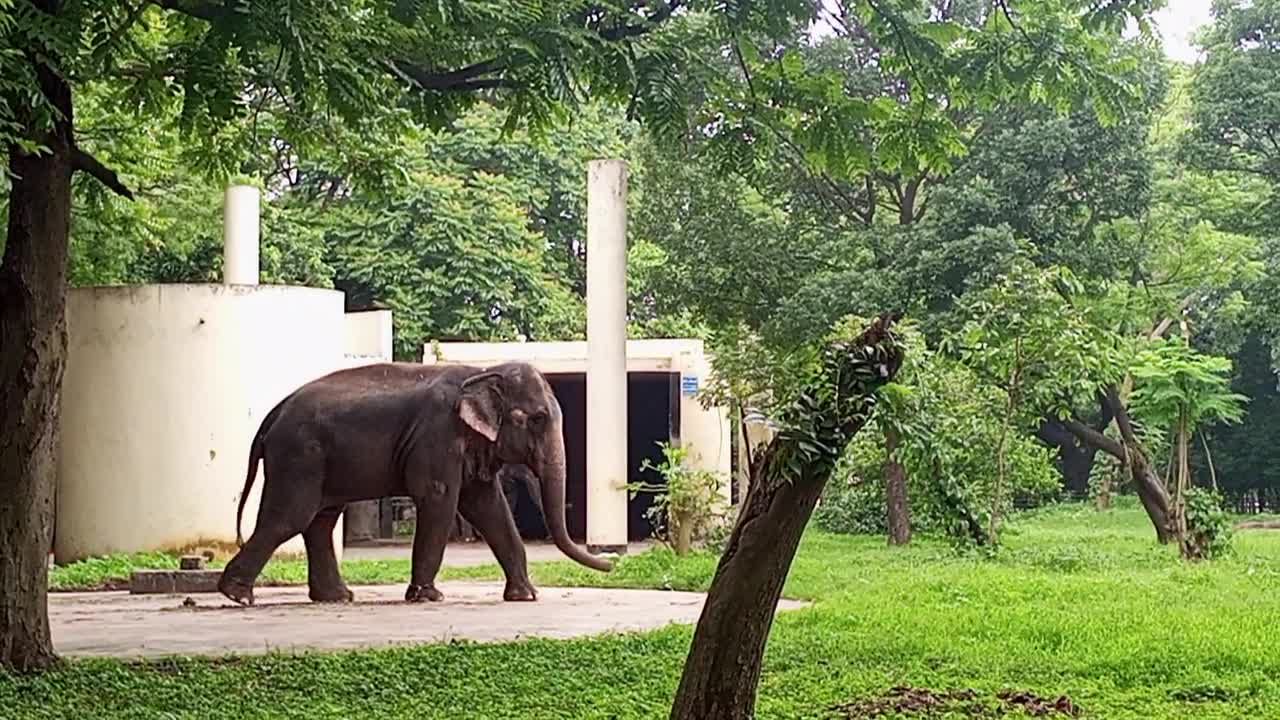 Elefent walking video.