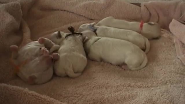 CUTE PUPPIES!!- 2 Weeks Old- Twitching and Eating Solid Food