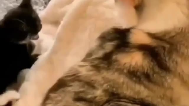 Cat Slap Mother Cat Reaction funny videos trending