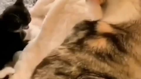 Cat Slap Mother Cat Reaction funny videos trending