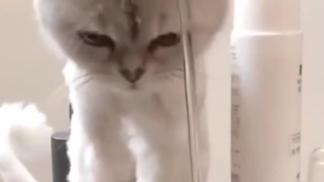 Cute animals