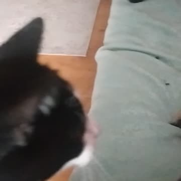 Luna and Gabriela 😻and 🐕