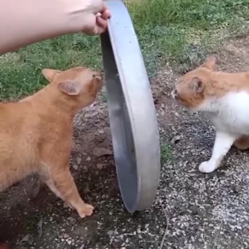 Cats fight,round 1 ,funny cats,angry cat