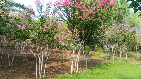 The flowers on this tree are dense and bright