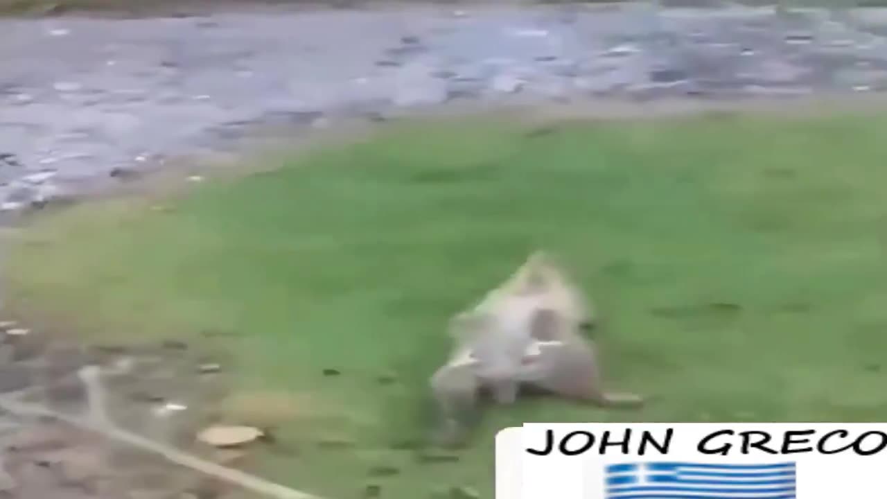 Τα ΣΑΥΡΟ-ΕΙΔΗ... #ΔΕΝ Ειναι Μονα τους !!👀 Εχουν και τα ''#ΚΑΤΟΙΚΙΔΙΑ'' τους !! 💊