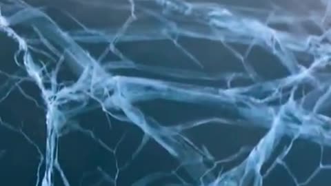 Sea Ice Ice Baby ❤️