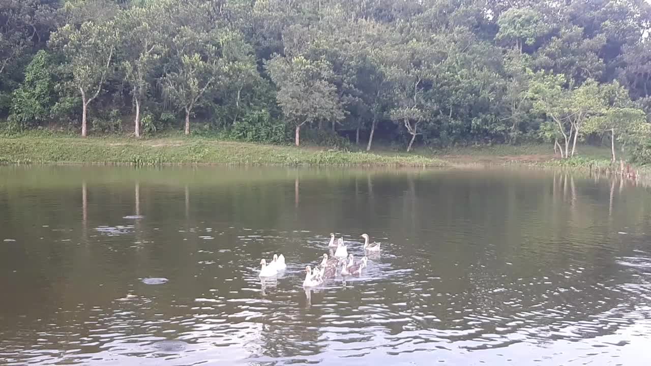 Enjoy ducks in river