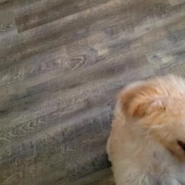 Pups playing just before they go to their forever homes