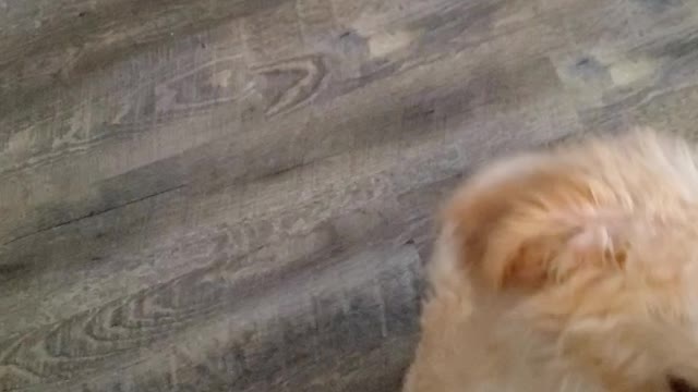 Pups playing just before they go to their forever homes
