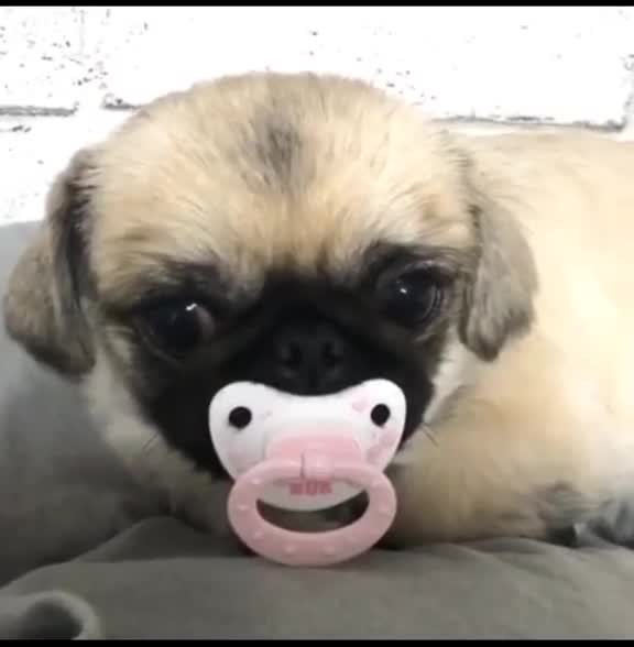 Baby pug sucking on a pacifier... cuteness overload