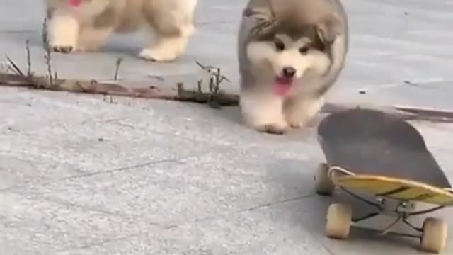 They want to play but they don't know how