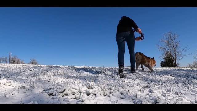 dog and snow fanny