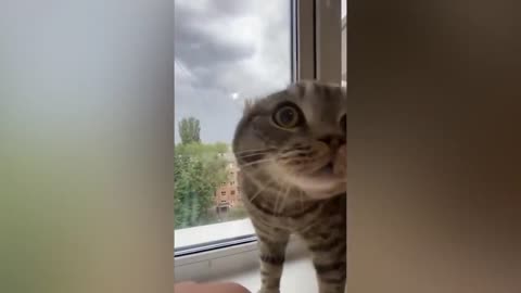 DID YOU KNOW CATS ARE THIS CRAZY? 😂 FUNNY CAT COMPILATION 😂