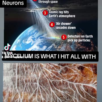MYCELIUM
