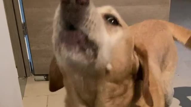 dog darking | dog competition darking