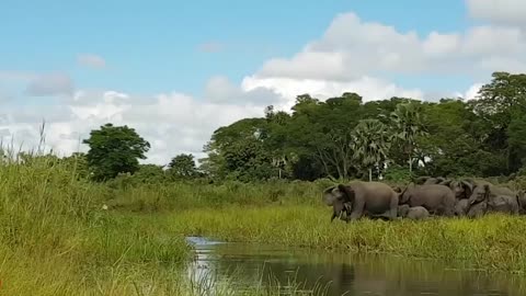 Amazing Crocodiles