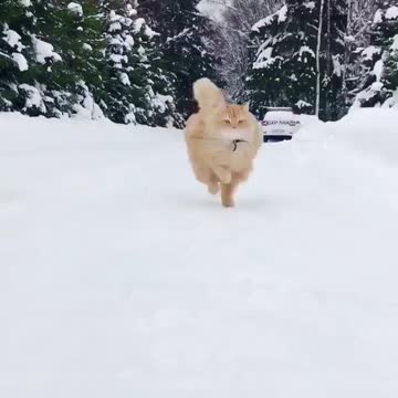 fast runner up cat in cold place