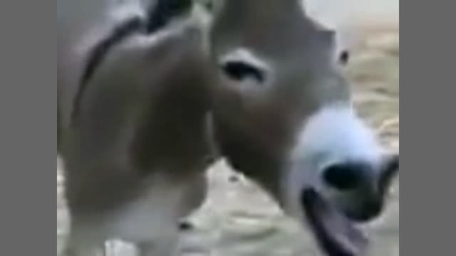 Animals laughing 😁 funny video