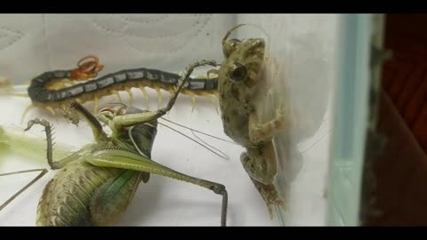 mighty centipede