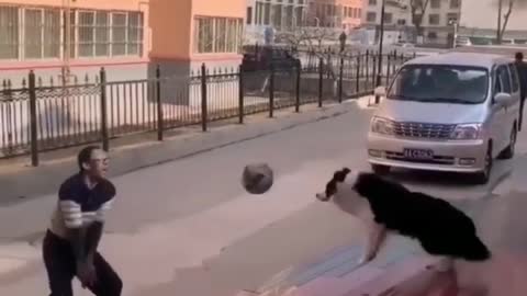 funny dogs 🐶 (Compilation of Funny PUPPIES) 🐶 videos