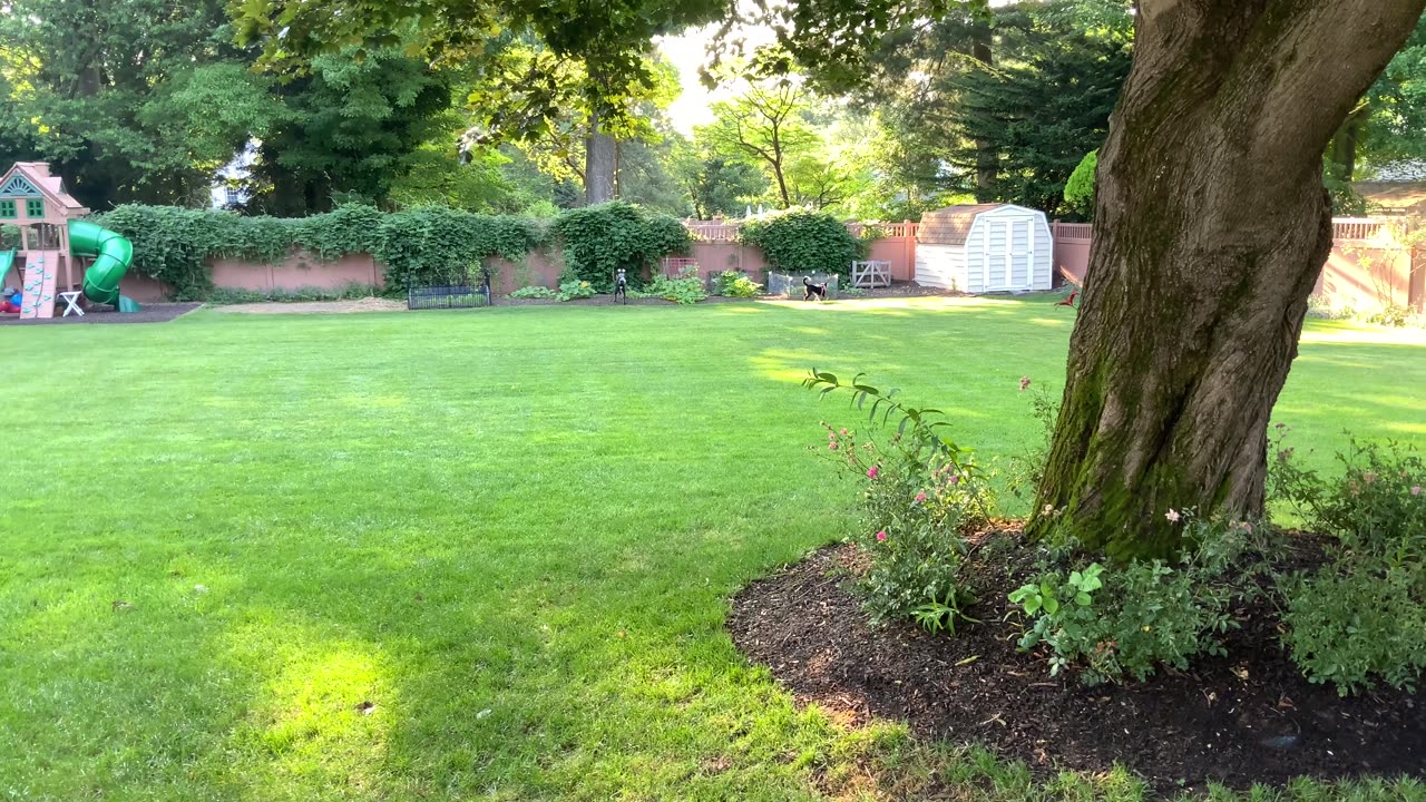 Annie and Bonham enjoying an early morning run at my nephew’s house in Broomall Pa #delcopa