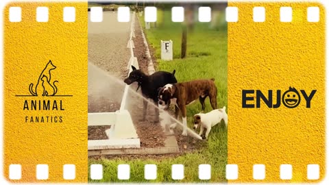 Funny Animal Videos 2023 😅 - Funniest Dogs and Cats Videos 😁 #3