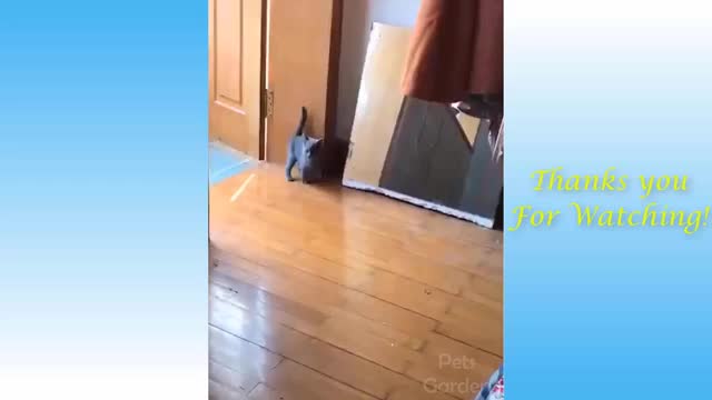 Funny Animals😂💔