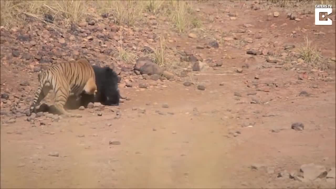 Tiger vs bear fighting scene