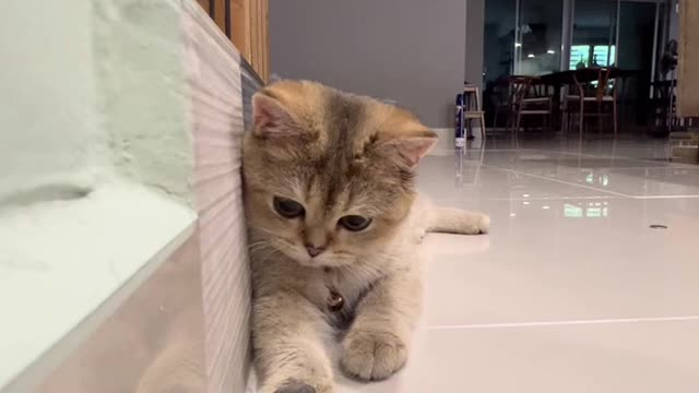 The cat watches the person playing with coins and does the same