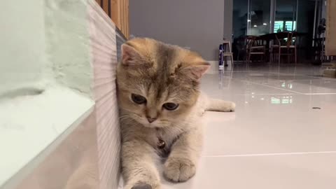 The cat watches the person playing with coins and does the same