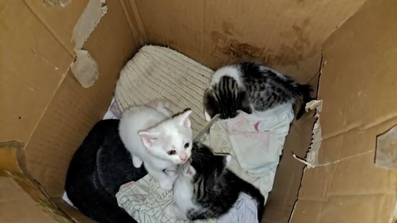 Baby kittens want to get out of the box 🥰