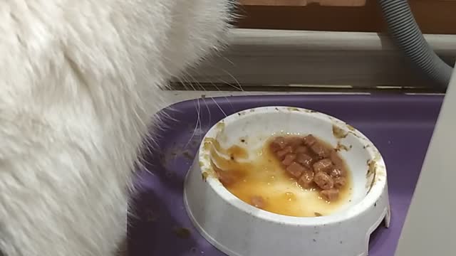 intelligent cat