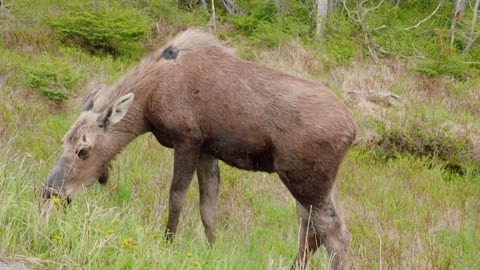 A Large Moose Feeding In A Meadow