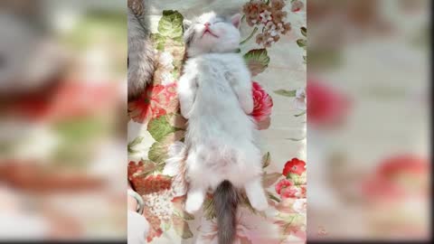 Baby Cats. Cute and Funny Cats Videos Compilation