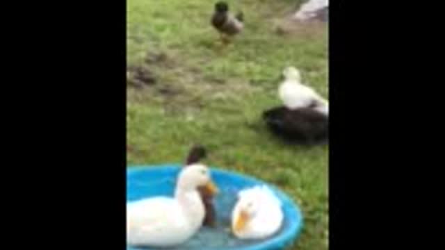 Ducks in sloooow mo