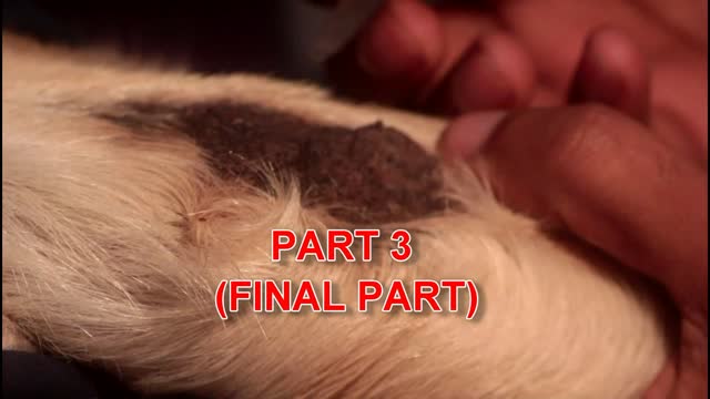 Part 3 Final part of blackhead extraction